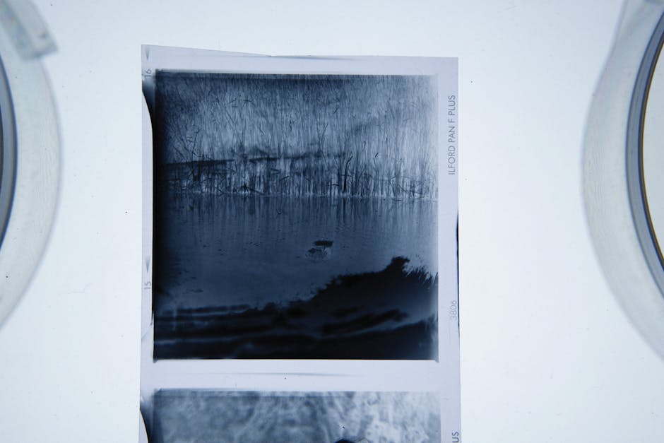 A black-and-white photograph of a natural landscape featuring a body of water surrounded by trees with bare branches, captured on a photographic film strip. The image is positioned on a white surface, likely inside a property, with the edges of a loading van visible on either side, indicating a home relocation or furniture transport scenario. The film strip includes visible frame numbers and technical details along the edges, suggesting it is part of a professional moving or packing process managed by Ilford Movers. The photograph’s content hints at the importance of careful packing and secure transport of personal or decorative items during house removals, with the scene possibly serving as a visual reference for packing delicate or themed objects related to the move.